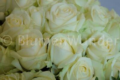 Blumen Wunder