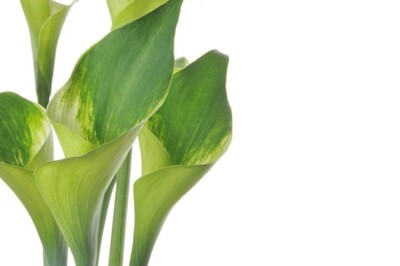 Blumen-Boutique Schmitz