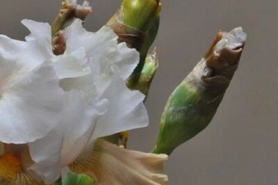 Blumen von Steiner