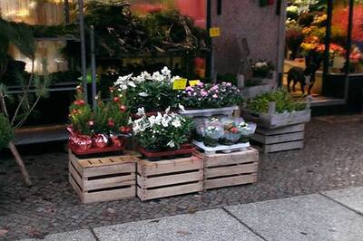Blumen-Oase