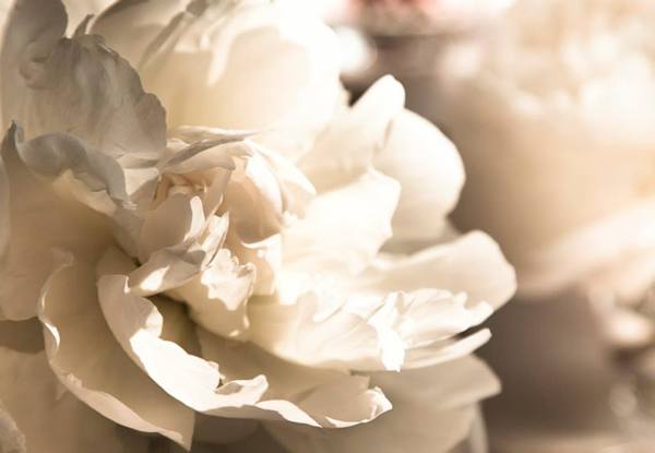 Falkenberg Photography