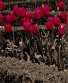 HOCH'zeit Eventagentur