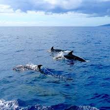 Fischkutter "Tümmler"