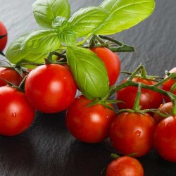 Die Tomate finger-food-catering