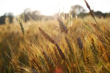 Café Torten-Träume
