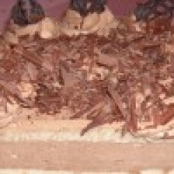 Konditorei & Café Gerads