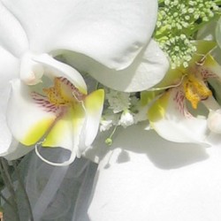 Blumen Heidi – Die Floristen-Werkstatt