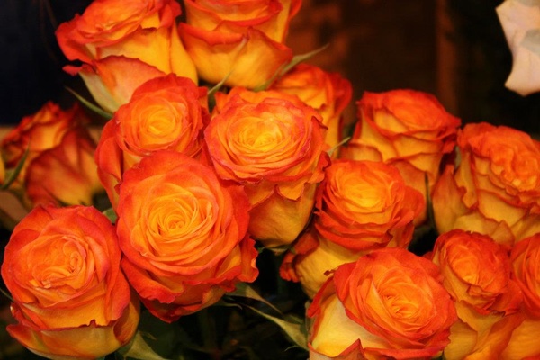 Blume & Beiwerk