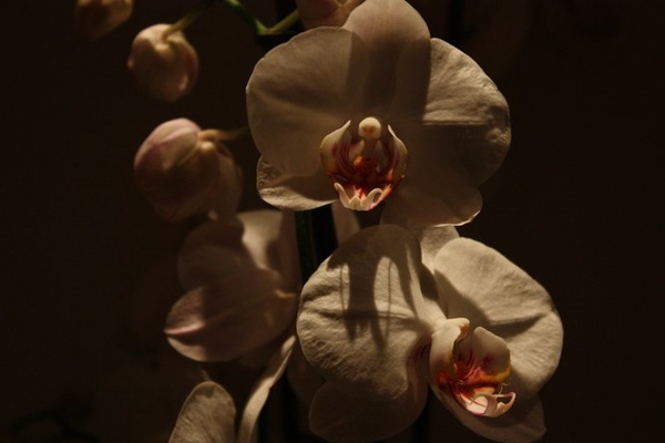 Blume & Beiwerk