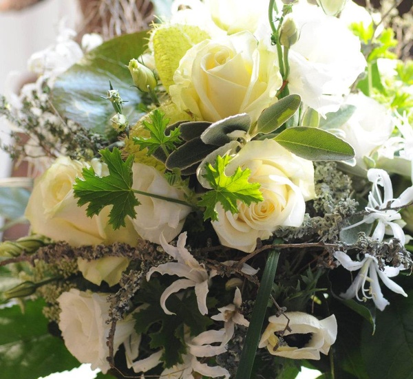 Blumen - Hahn