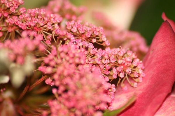Blumenhaus Reimann
