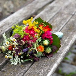 Raphaela Gatzen Floristik